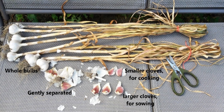 preparing-garlic-for-sowing.jpg