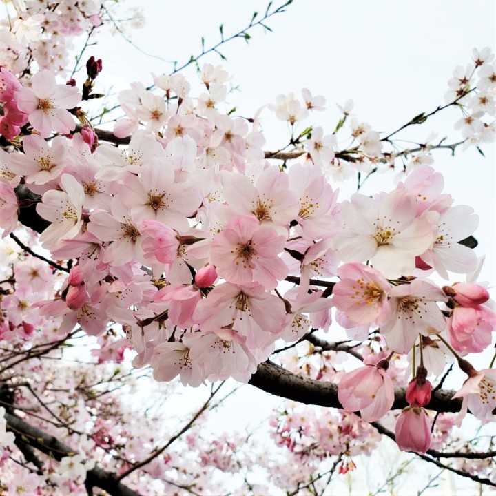 20200322- Japan Sakura blossoms