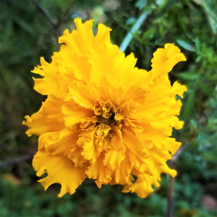 Flower of the Day of the Dead – Cempasúchil