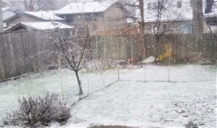 My backyard on April 18, 2022, covered in snow as green tulip tops and blooming forsythia may be seen at the back.