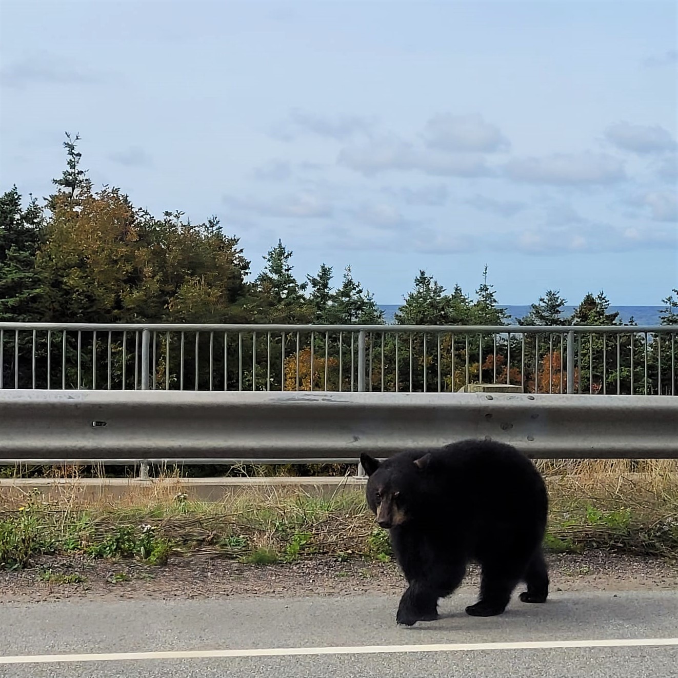 004 highway bear