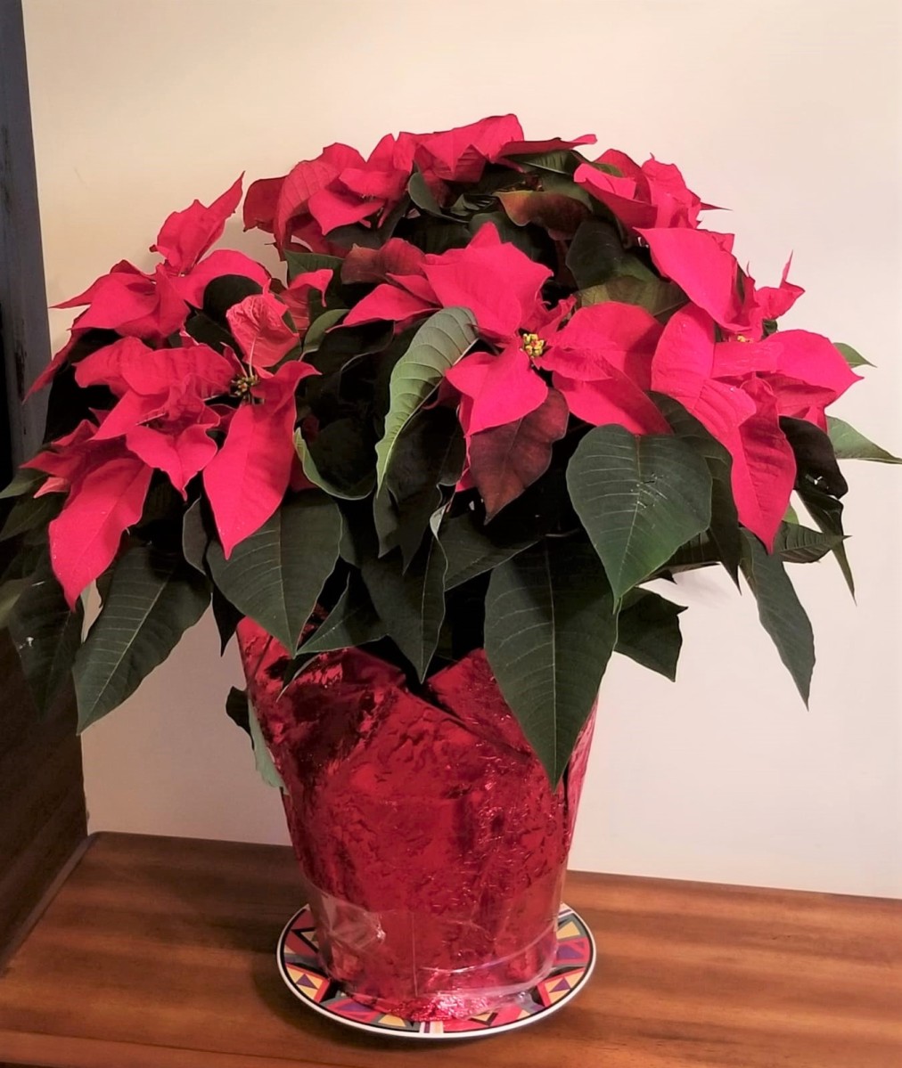 Poinsettia – A Christmas Miracle? – My Slice of Mexico