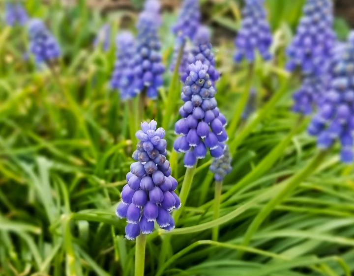 Flower of the Day – Grape Hyacinth